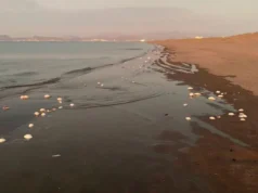 Descubren miles de peces muertos en La Paz, BCS; confirman Marea Roja